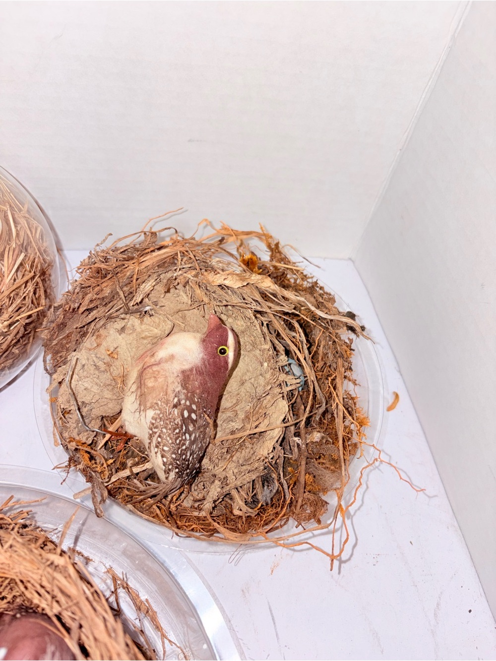 Nests - Picture 4 of 6